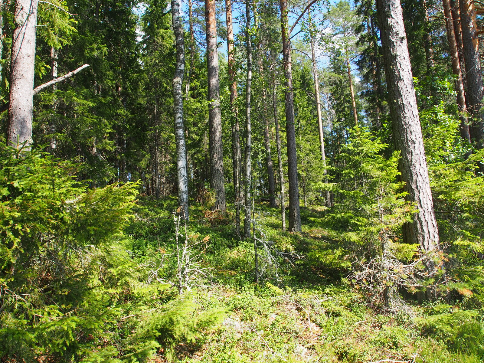 Loivassa rinteessä kasvavassa kesäisessä havumetsässä on myös muutama koivu.