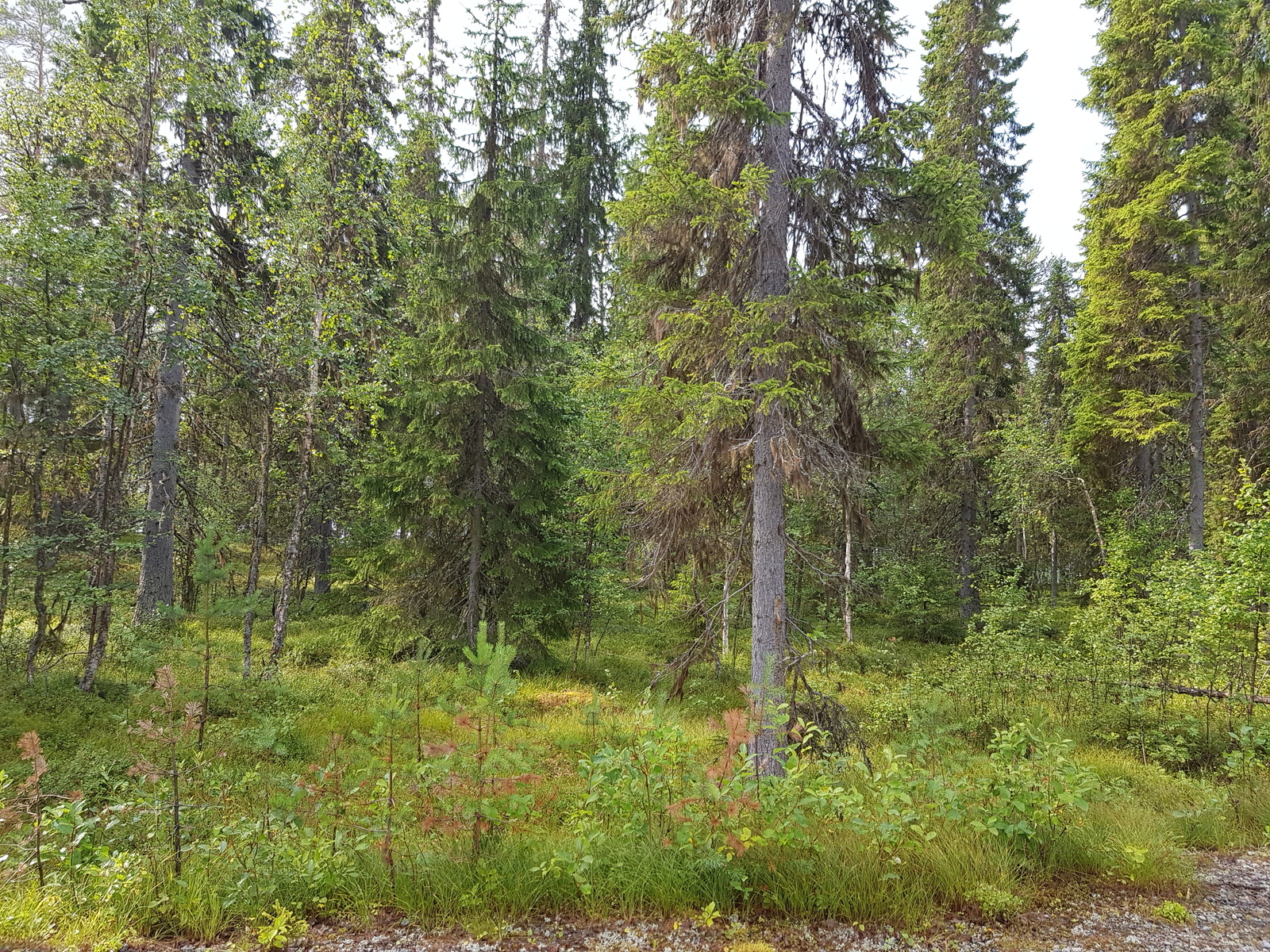 Kuusivaltaisessa metsässä kasvaa myös lehtipuita. Etualalla on tienreuna.