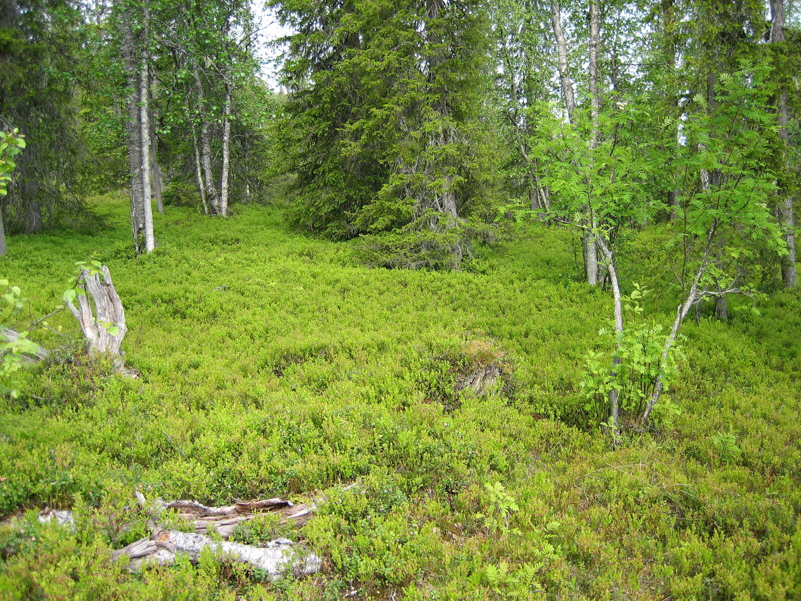 Vehreän sekametsän aluskasvillisuutena on runsaasti mustikkaa. Puuttomalla alueella on kantoja.