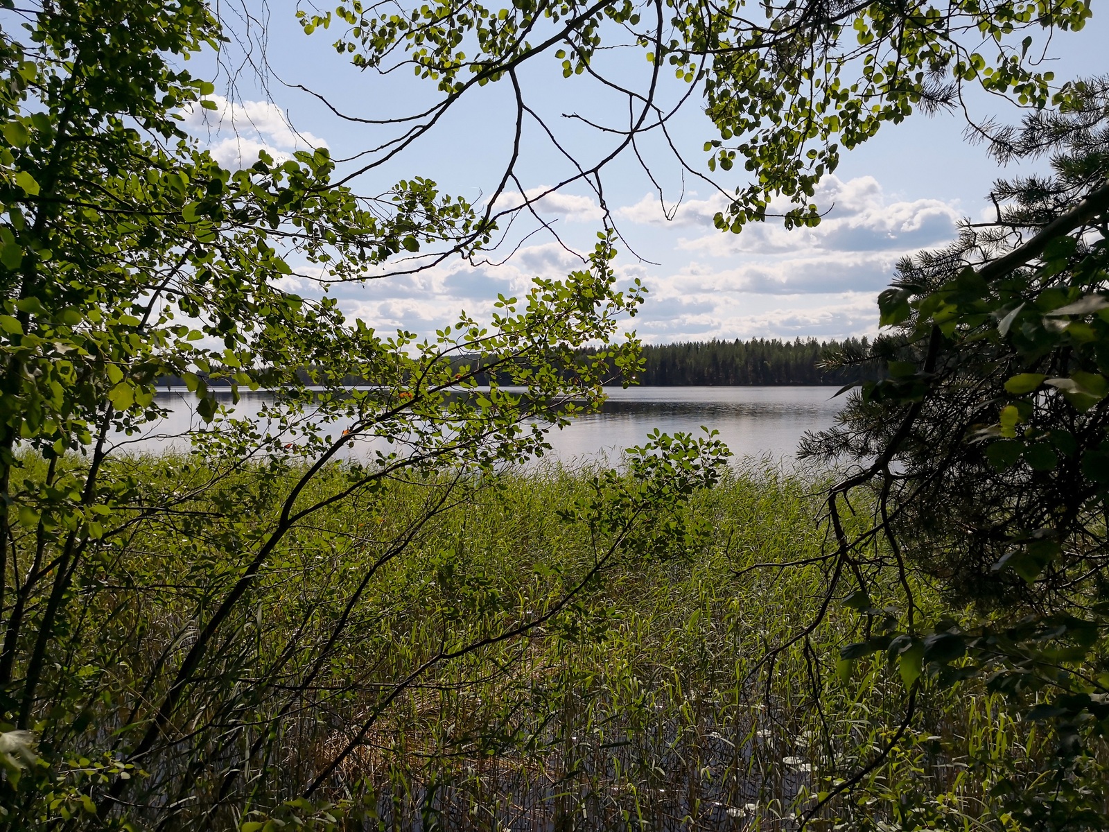Lehtipuiden ja männyn oksat reunustavat kesäistä järvimaisemaa. Rantavedessä kasvaa ruovikkoa.