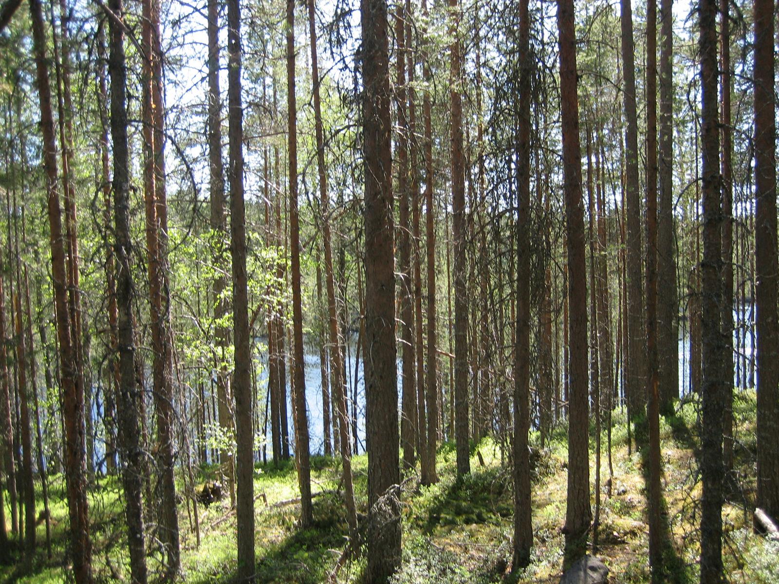 Mäntyvaltainen metsä kasvaa rantaan laskeutuvassa rinteessä.