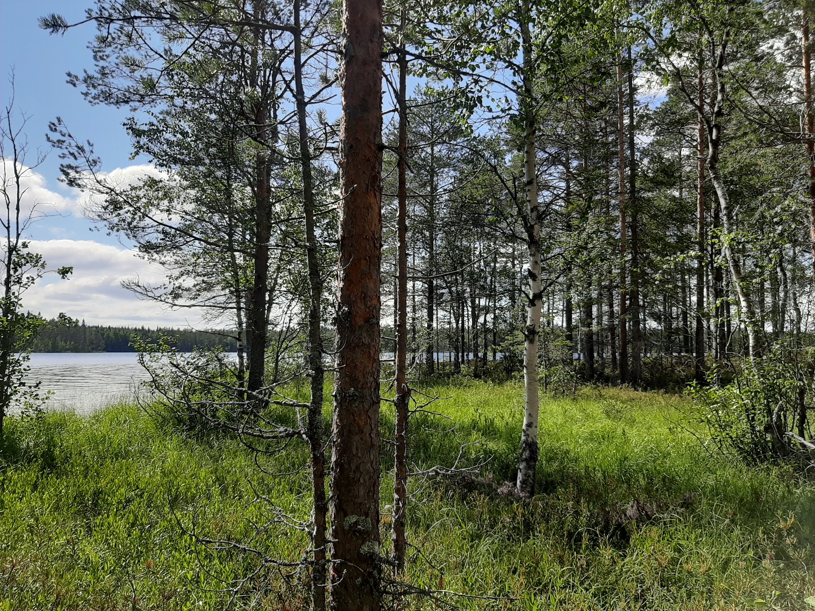 Kesämaisemassa rannalla kasvaa mäntyjä ja koivuja, joiden takana häämöttää järvi.