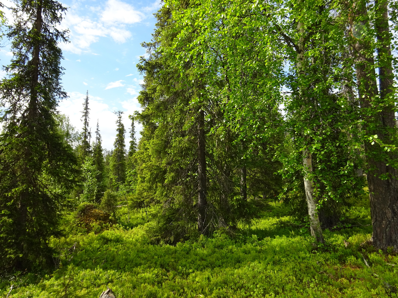 Kesäaurinko paistaa havupuuvaltaiseen metsään, jossa kasvaa myös koivuja.