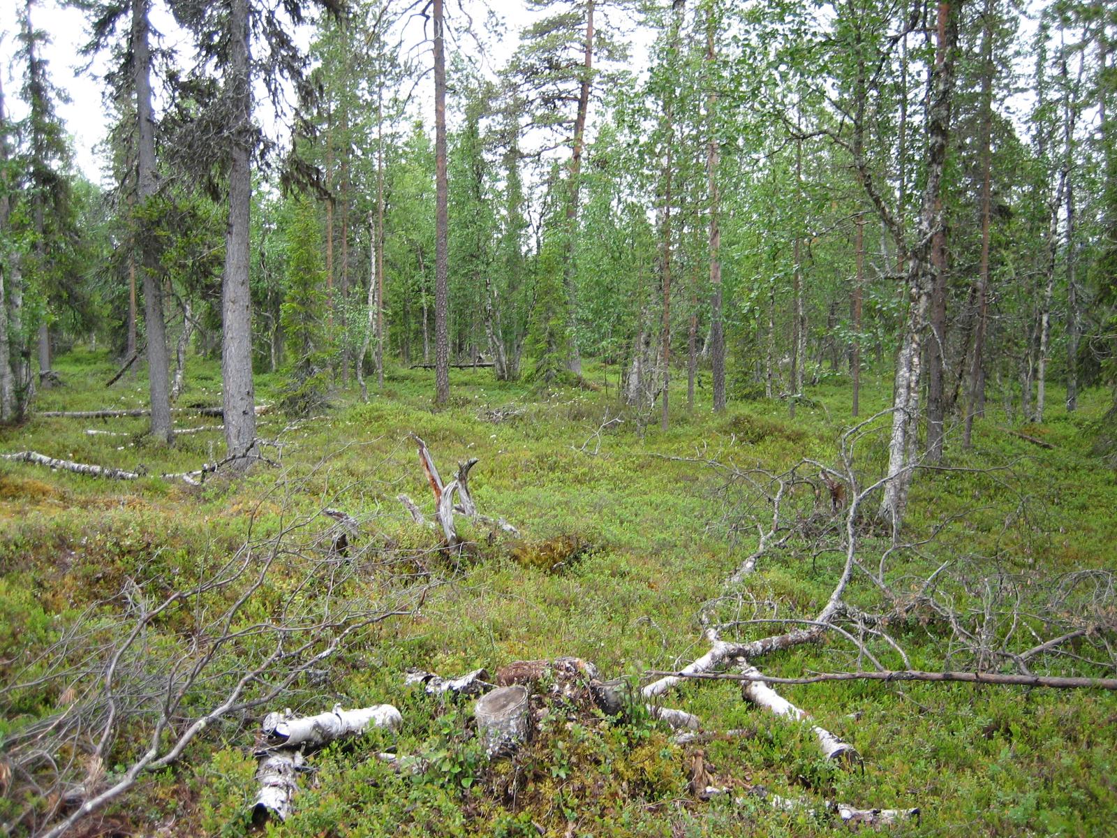 Karsittuja koivuja maassa sekametsän edustalla.