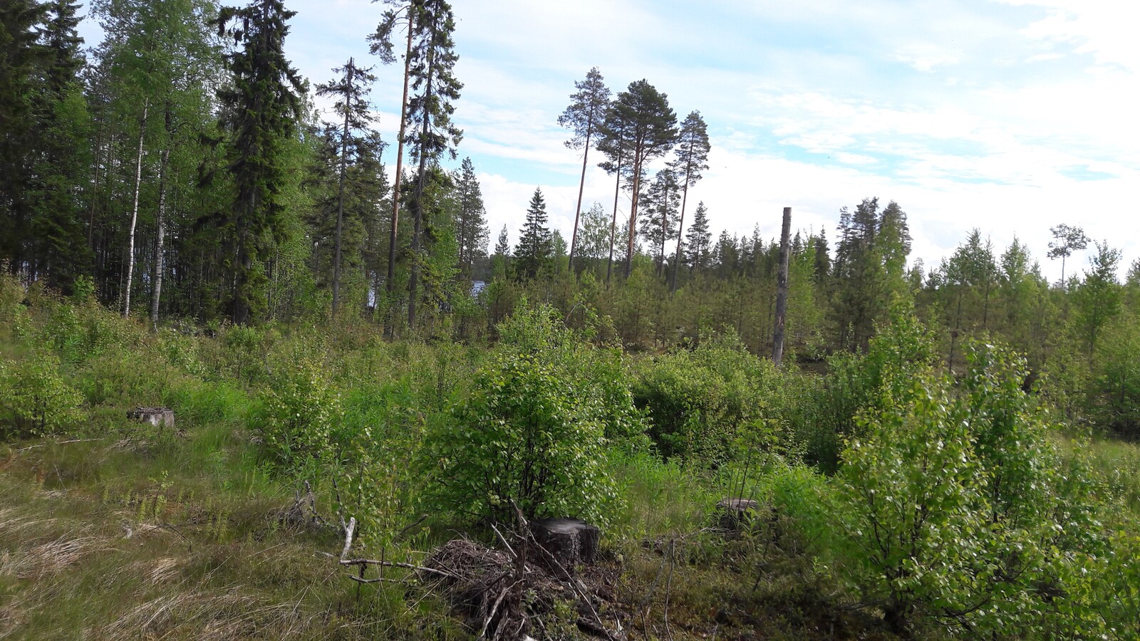 Kesäisen sekametsän edustalla on mäntytaimikko ja puuton alue.