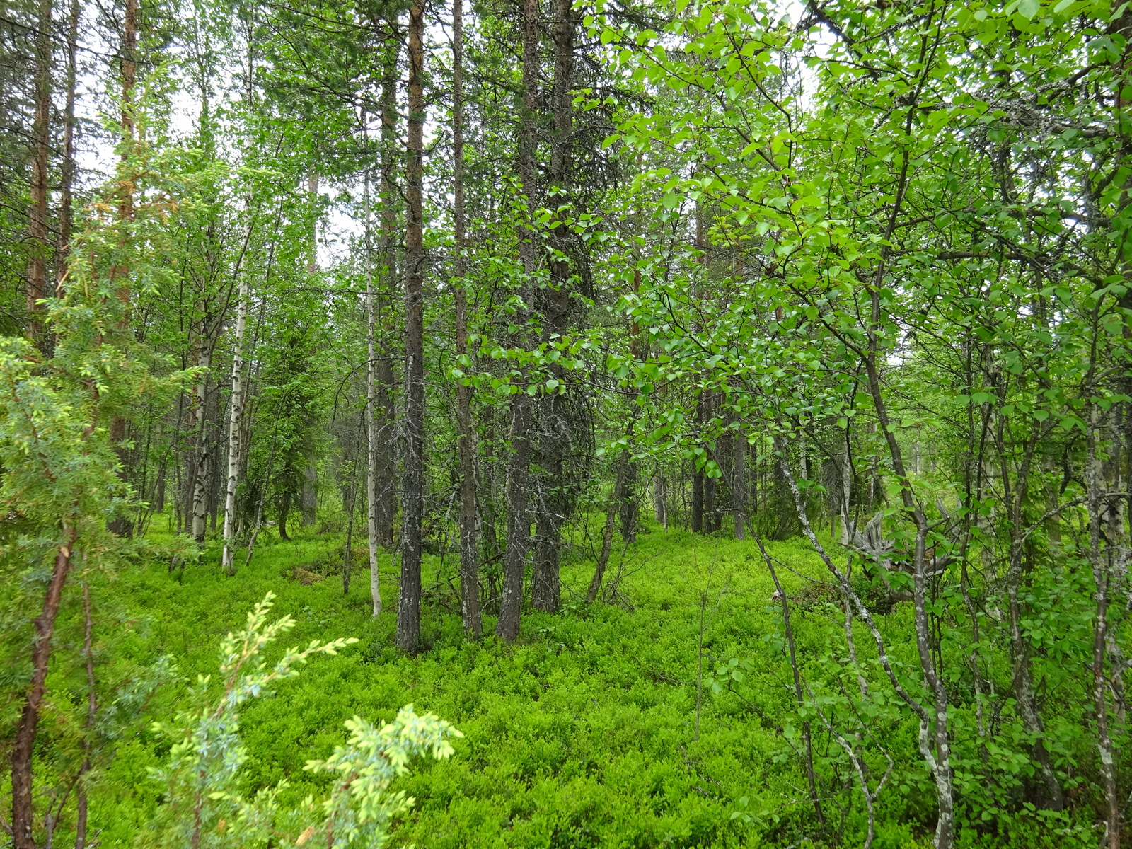 Havupuuvaltaisen metsän aluskasvillisuutena on runsaasti mustikanvarpuja.