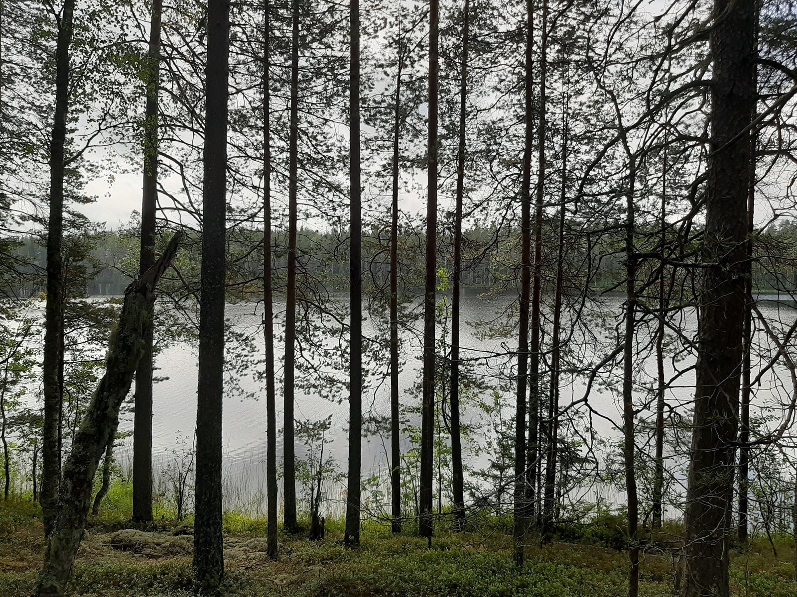Loivassa rinteessä kasvavan mäntyvaltaisen metsän takana avautuu järvimaisema.
