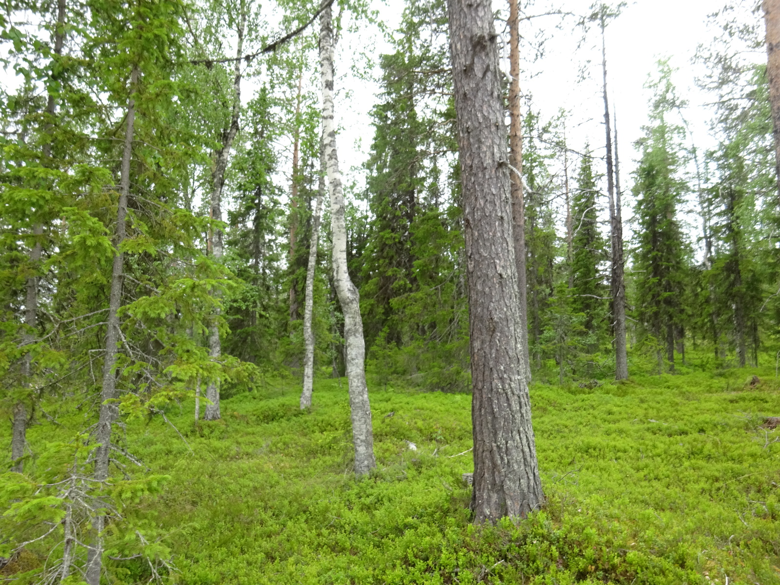 Havupuuvaltaisessa metsässä kasvaa runsaasti mustikanvarpuja.
