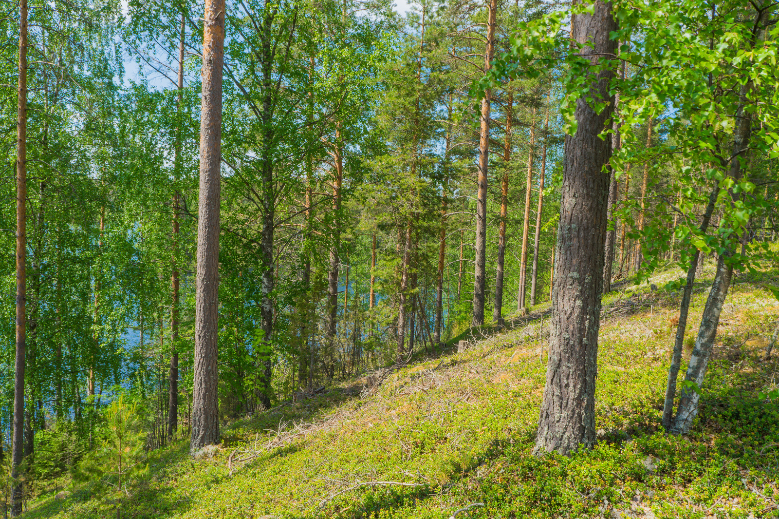 Aurinkoisessa rinteessä kasvavan kesäisen sekametsän takana häämöttää järvimaisema.