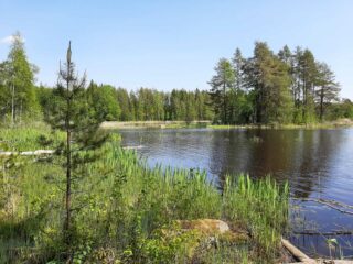 Kesäinen sekametsä reunustaa järveä. Etualalla on rantakasvillisuutta ja vastarannalla on mökki.