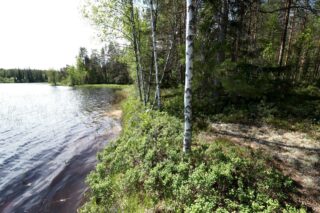 Kesäisen sekametsän nuoret koivut reunustavat vasemmalla lainehtivaa järveä.