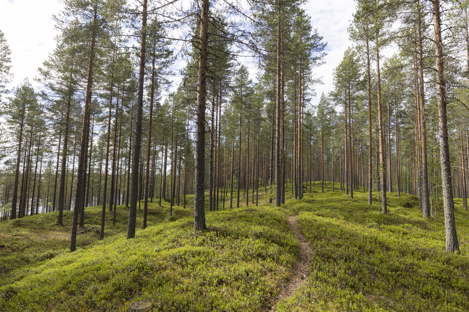 Kesäinen mäntymetsä kasvaa harjumaisessa maastossa. Kapea polku mutkittelee metsässä.