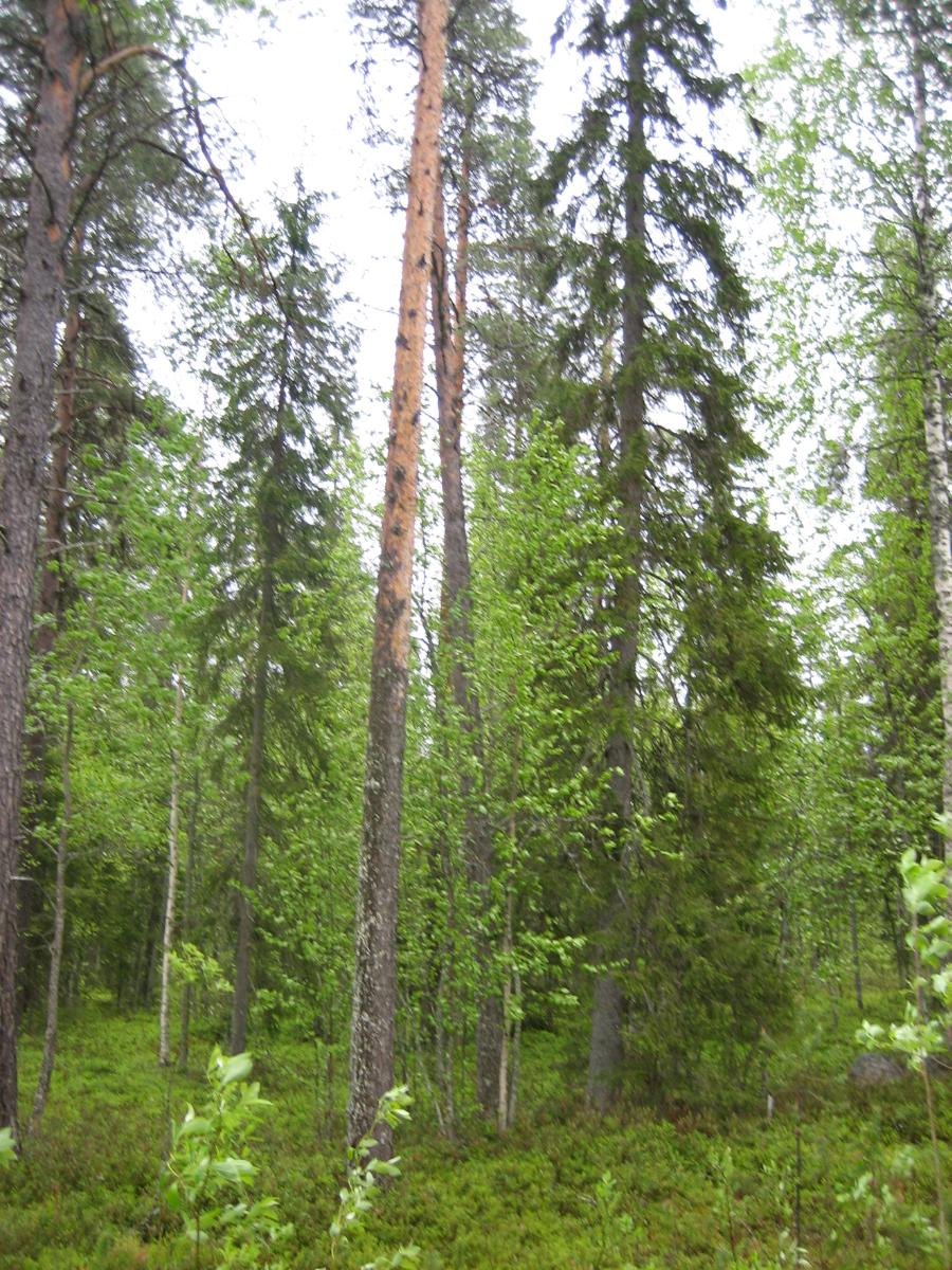 Kesäisessä sekametsässä kasvaa koivuja, kuusia ja mäntyjä.