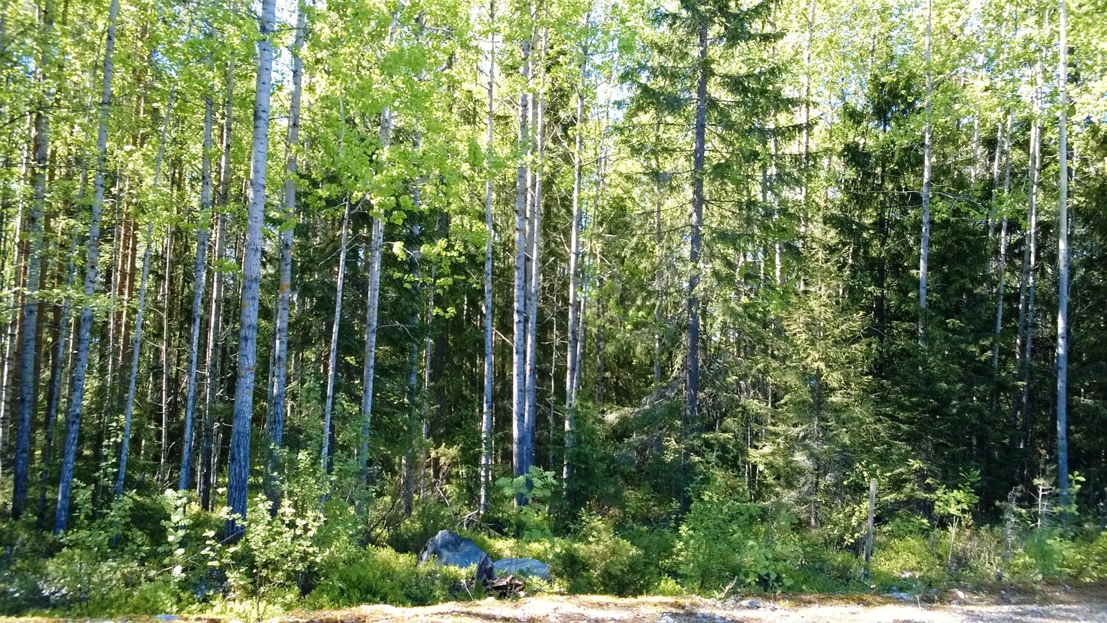 Aurinko paistaa kesäiseen sekametsään. Etualalla on rienreuna.