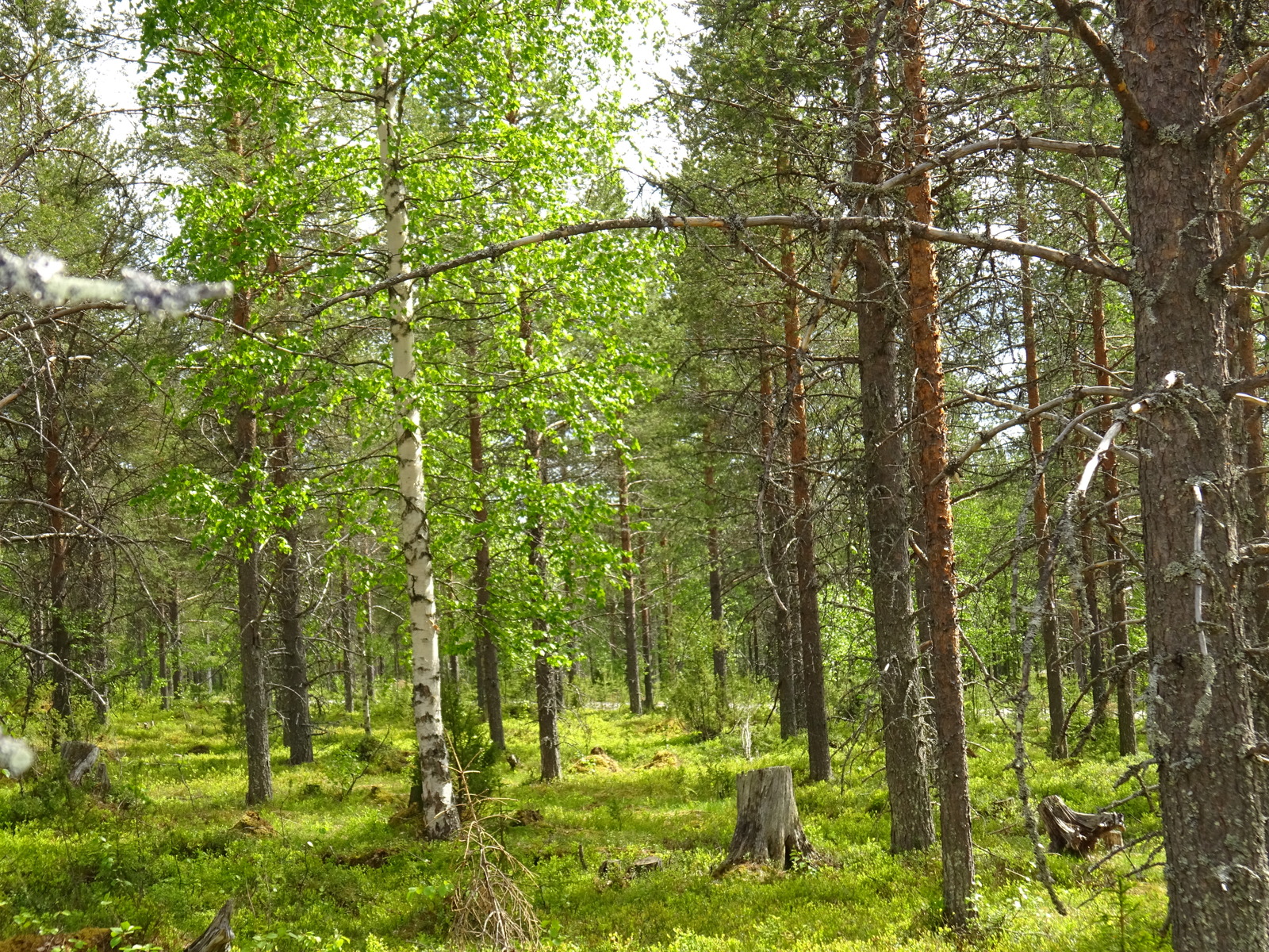 Aurinko paistaa kesäiseen sekametsään. Maassa on muutama kanto ja puiden välistä pilkottaa tie.