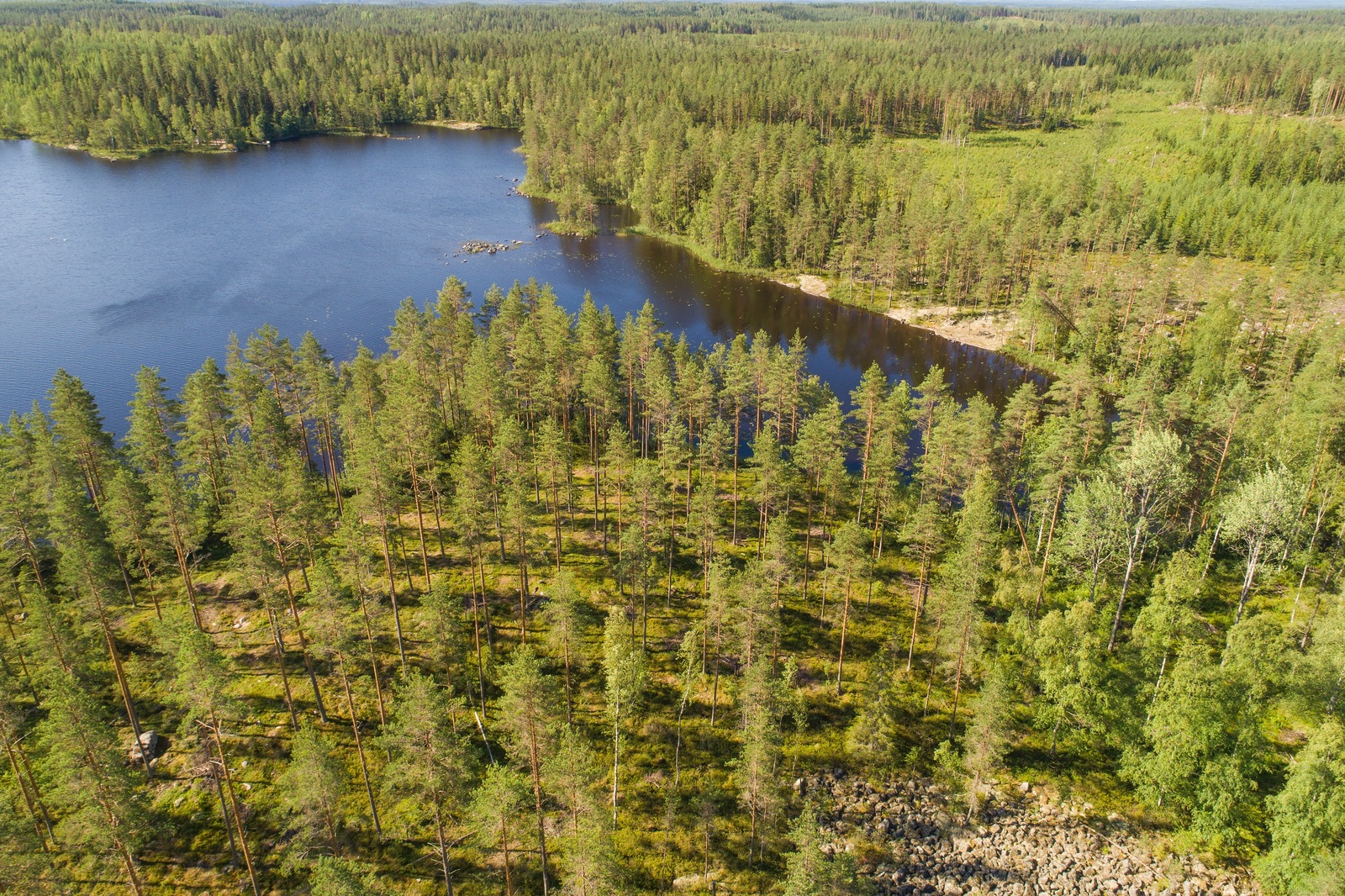 Kesämaisemassa metsät reunustavat järveä. Etualalla rannalla kasvaa avaraa mäntymetsää. Ilmakuva.