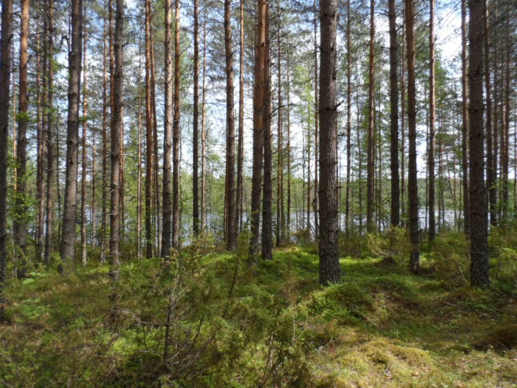 Mäntyvaltaisessa metsässä kasvaa myös kuusen ja lehtipuiden taimia. Taustalla pilkottaa järvi.