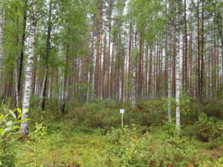 Mäntyvaltaisessa metsässä kasvaa myös koivuja ja katajia. Edustalla on Laatumaan tonttikyltti.