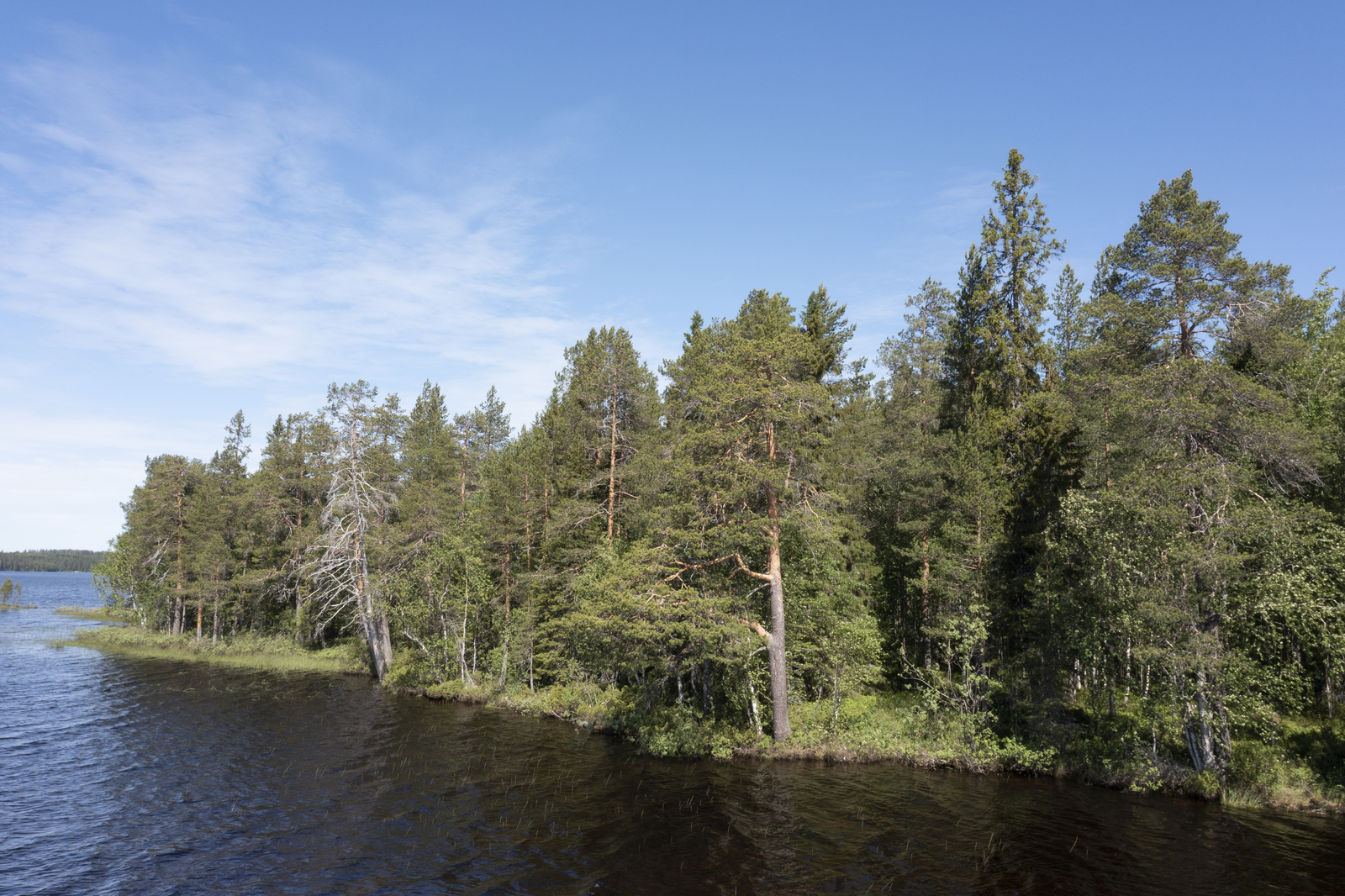 Mäntyvaltainen metsä reunustaa järveä. Taivalla on harsomaisia pilviä. Ilmakuva.