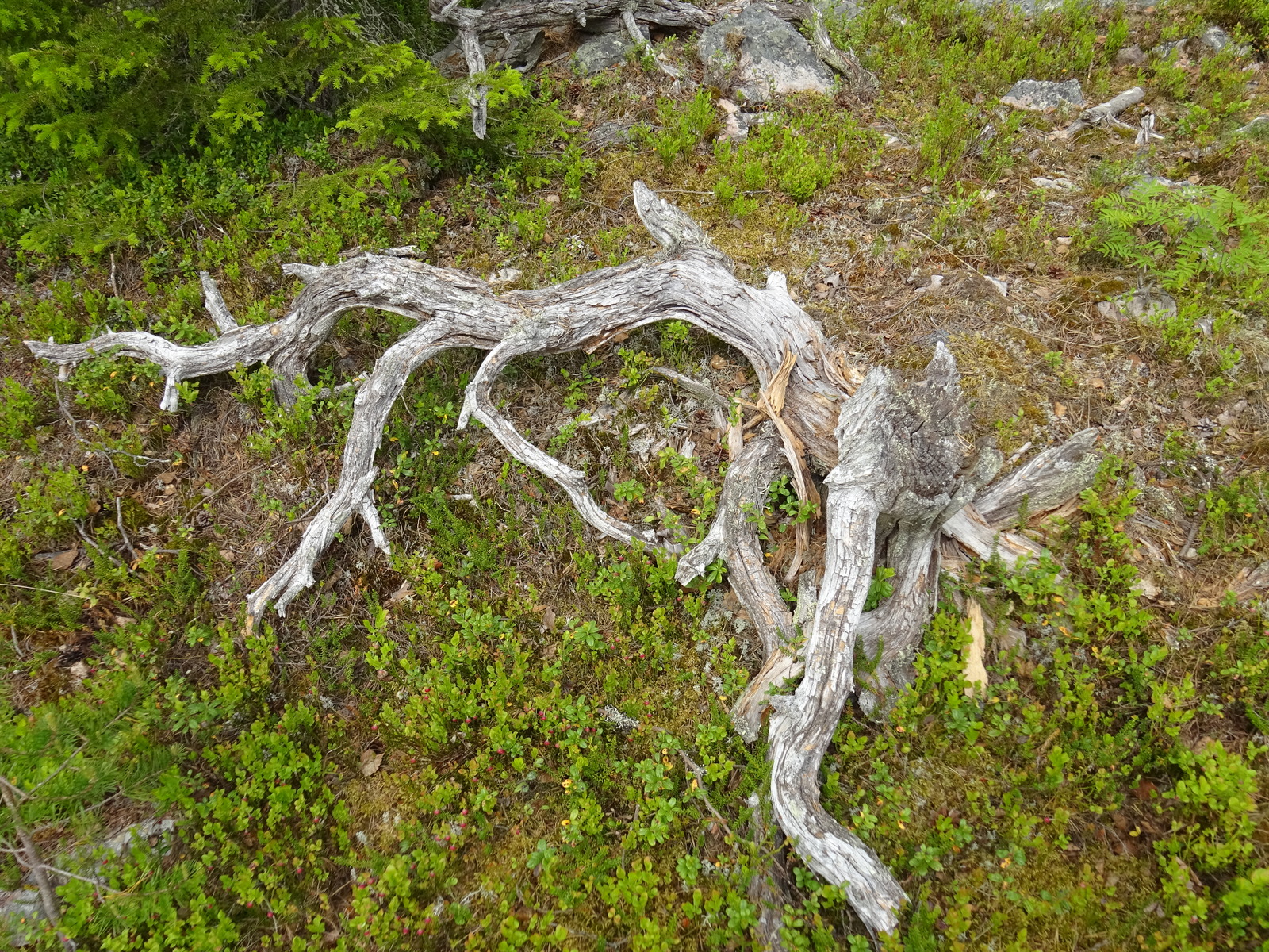 Maassa on kelottuneita juuria ja kanto, joiden ympärillä kasvavat mustikat ovat kukassa.