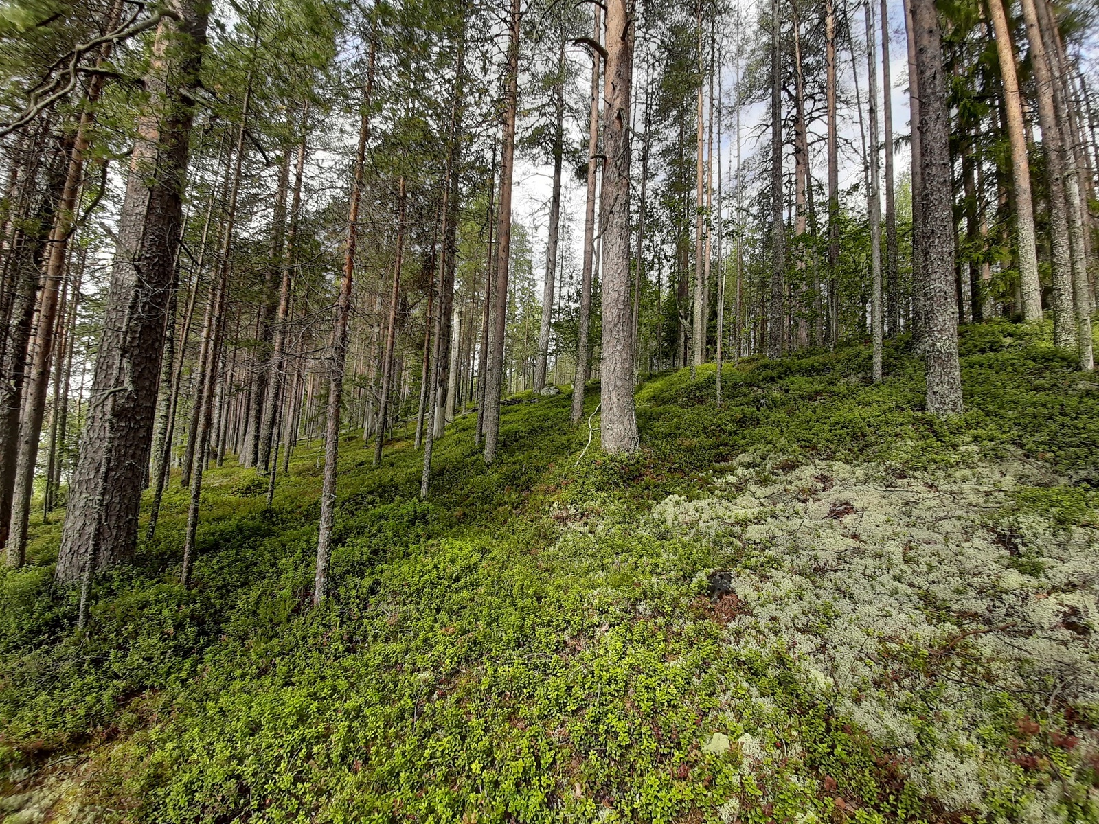 Avara mäntyvaltainen metsä kasvaa rinteessä. Kenttäkerroksessa on jäkälää ja puolukanvarpuja.