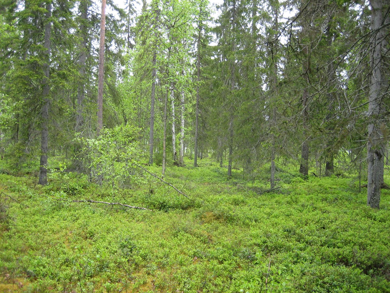 Kuusivaltaisessa metsässä kasvaa myös koivuja. Aluskasvillisuutena on mustikanvarpuja.