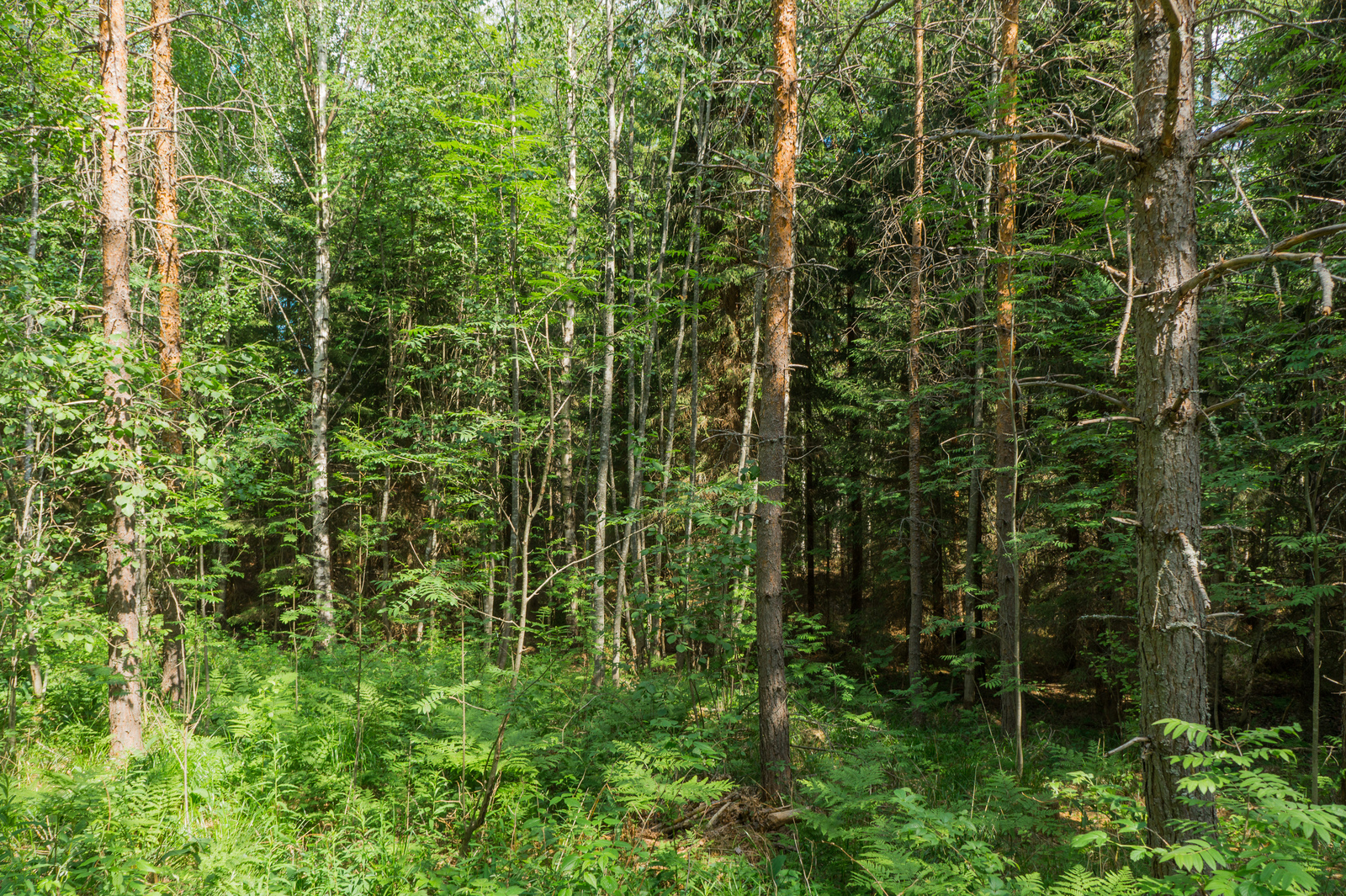 Aurinko paistaa kesäiseen metsään, jossa kasvaa mäntyjä, koivuja ja pihlajia.