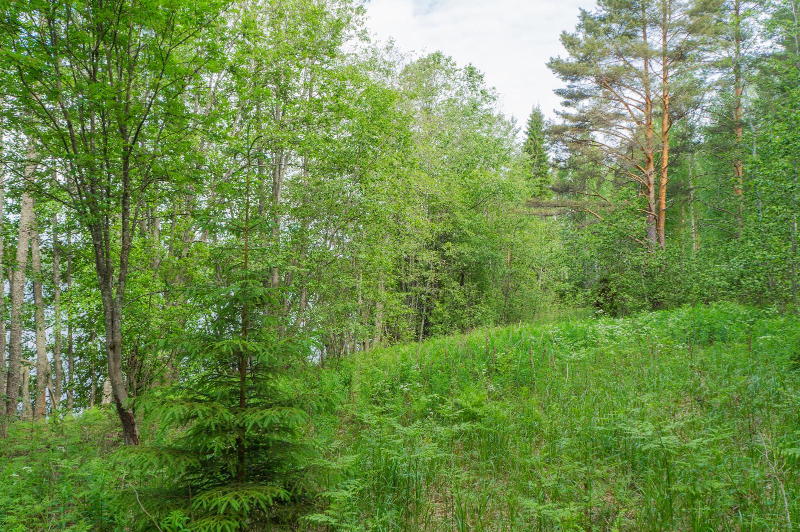 Nuori kuusi kasvaa etualan avoimella alueella, jota ympäröi kesäinen sekametsä.