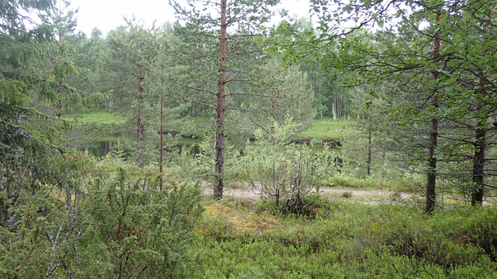 Mökkitie kulkee mäntyvaltaisessa sekametsässä Kemijoen varrella.