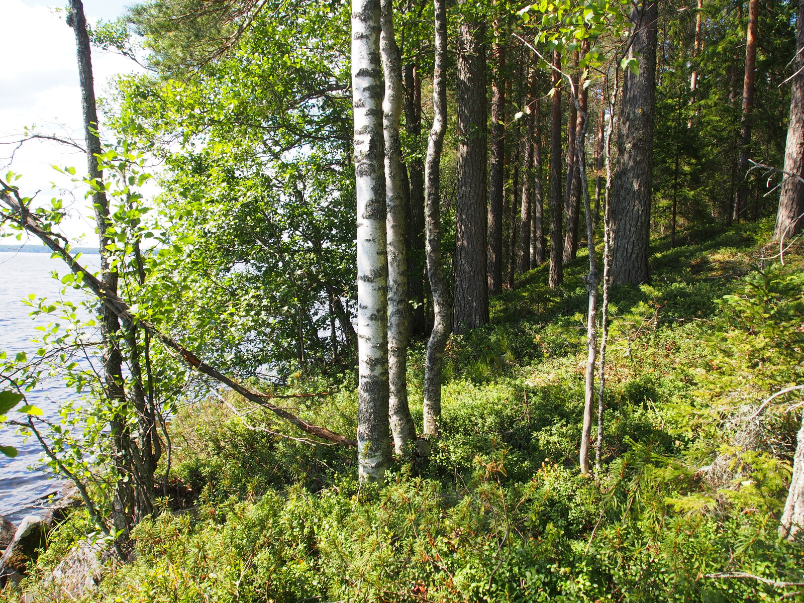 Rannassa kasvavan kesäisen sekametsän takana avautuu järvimaisema.