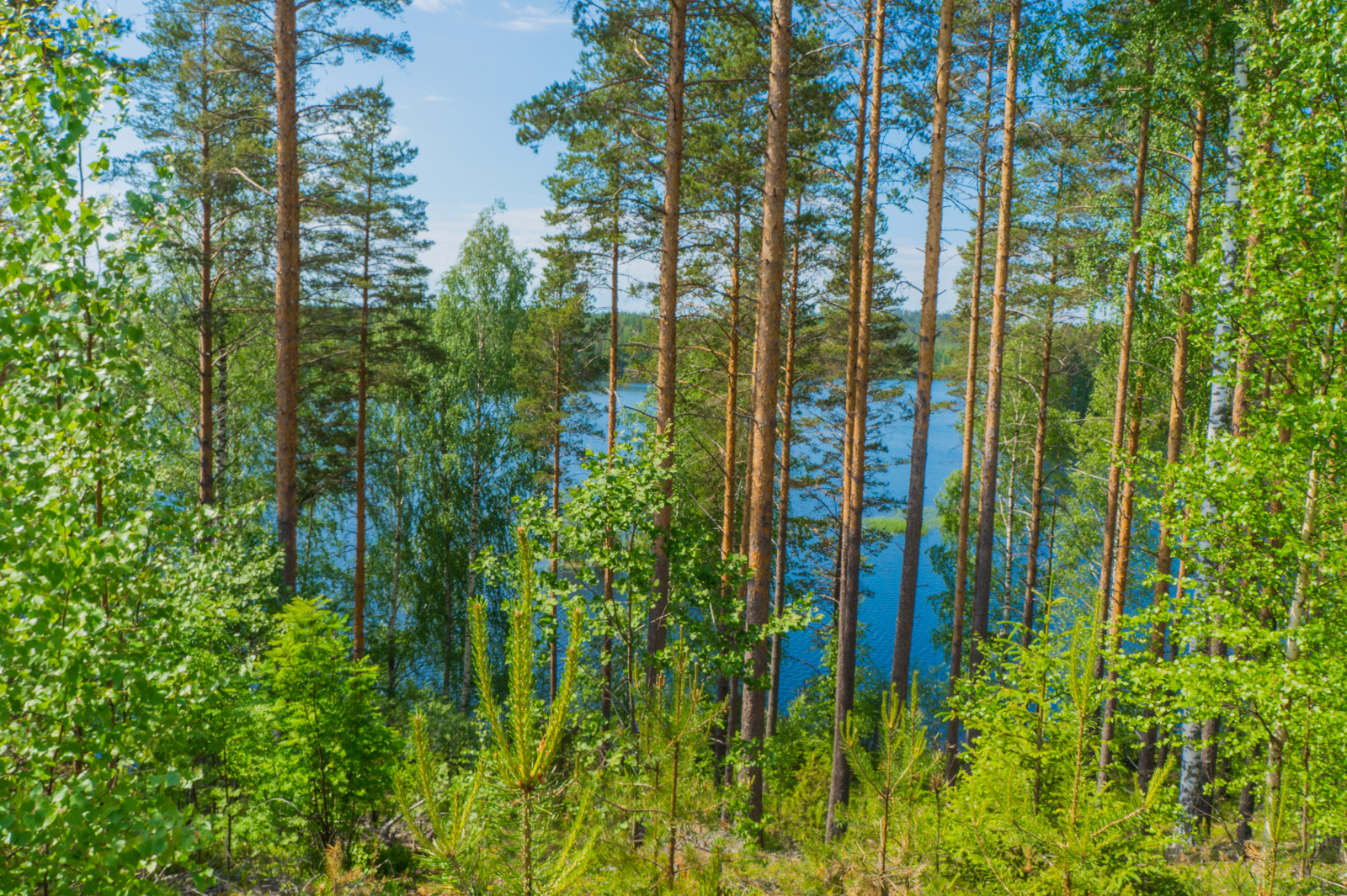 Rinteessä kasvavan vehreän kesäisen sekametsän takana avautuu järvimaisema.