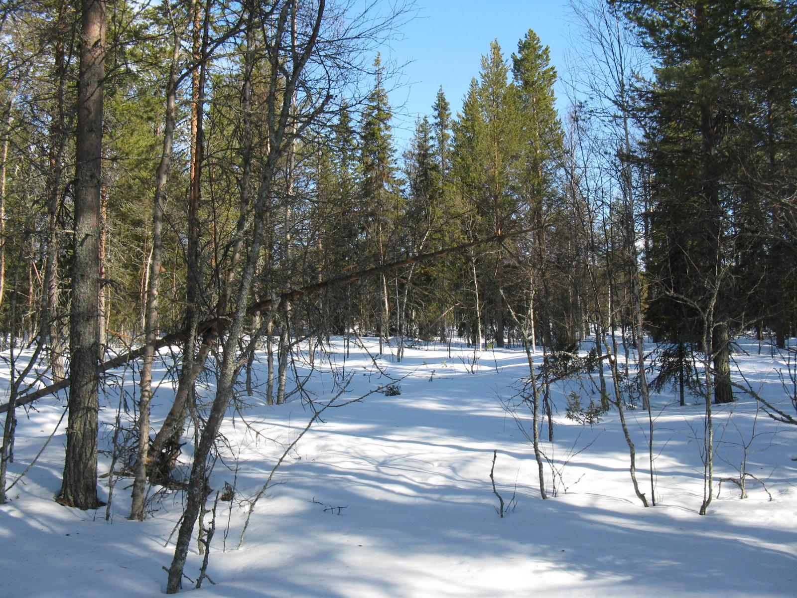 Havupuuvaltaisessa metsässä on maassa lumipeite.