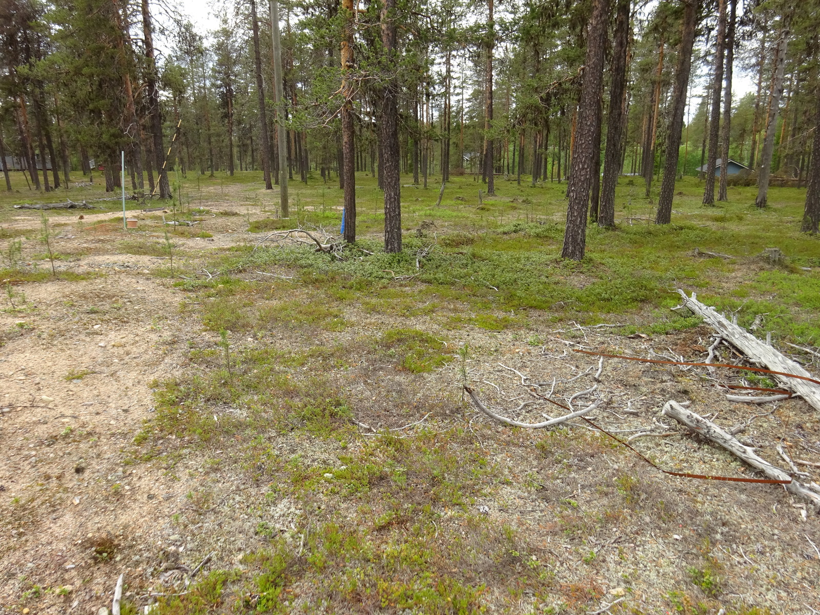 Hiekkapohjaisella mäntykankaalla kaatuneita puita. Taka-alalla pilkottaa rakennuksia puiden lomasta.