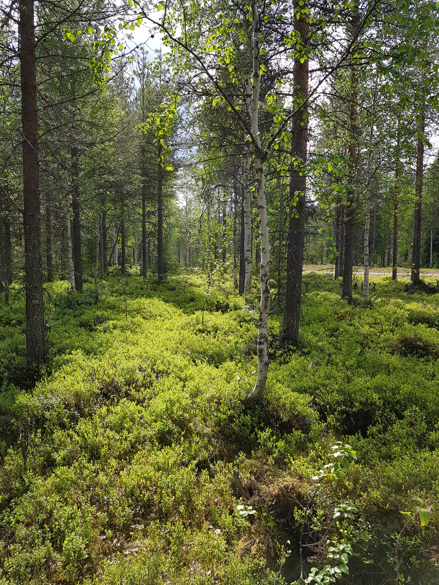 Aurinko paistaa sekametsään, jossa kasvaa koivuja, kuusia ja mäntyjä. Taka-alalla kulkee tie.