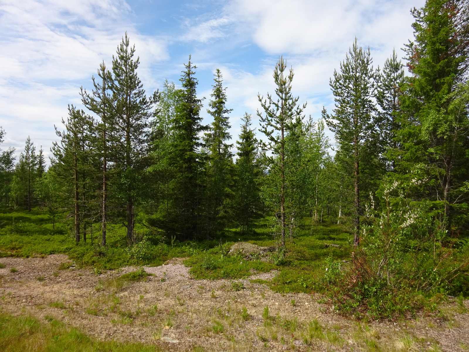 Tien reunalta alkaa vehreä sekametsä, jossa kasvaa muun muassa koivuja, kuusia ja mäntyjä.