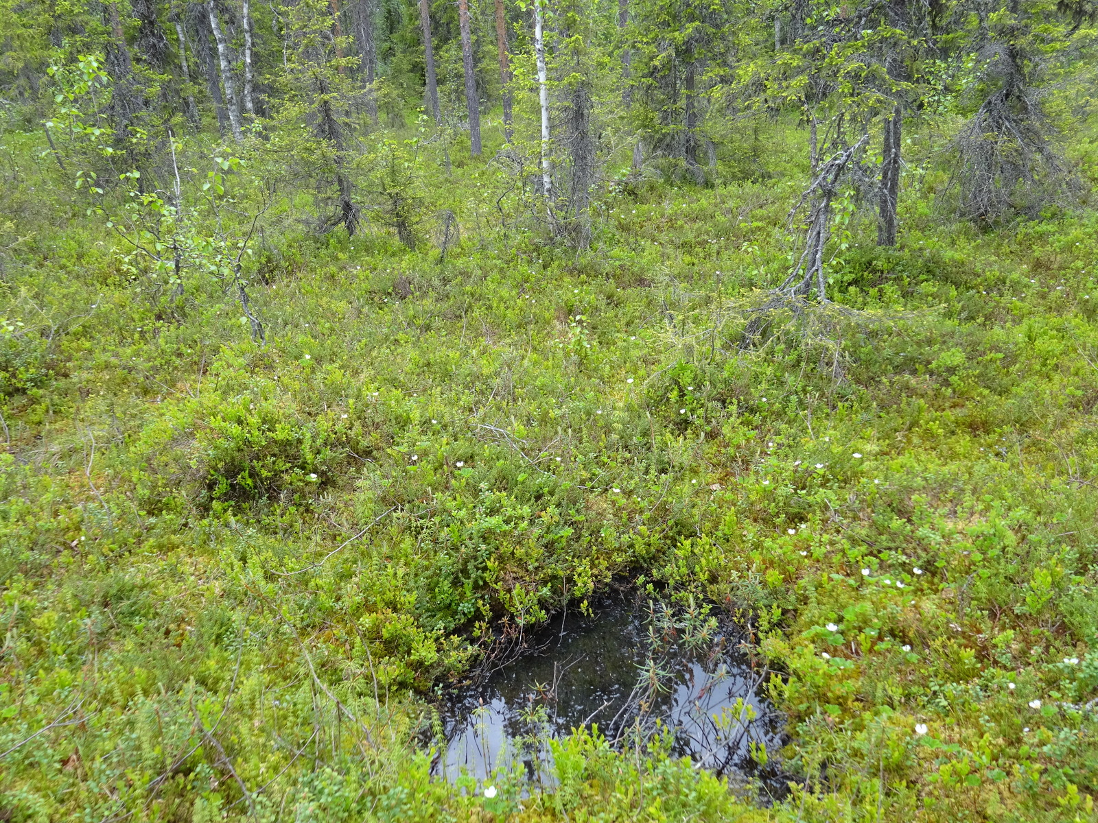 Maassa on vetinen kuoppa, jonka ympärillä kasvaa mustikoita ja kukkivia hilloja.