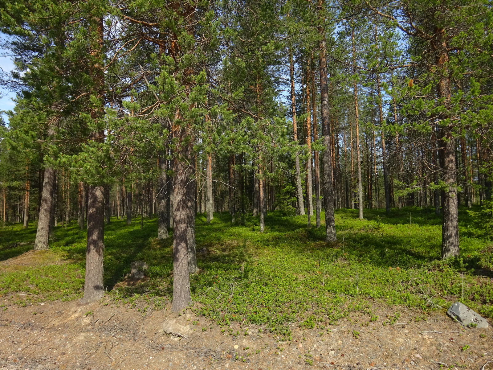 Aurinko paistaa kesäiselle mäntykankaalle.