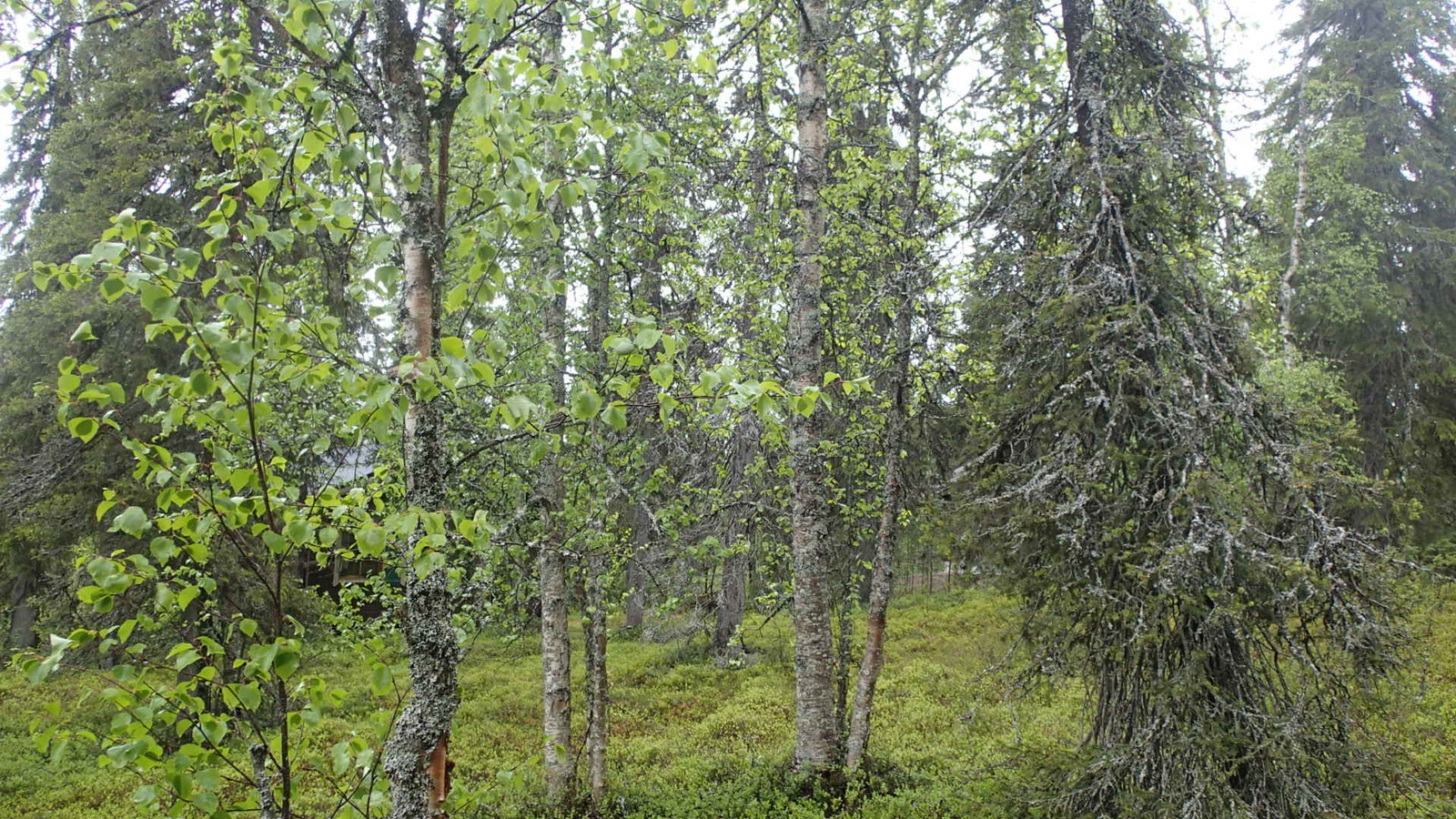 Kesäisessä metsässä kasvaa koivuja ja kuusia. Takavasemmalla pilkottaa mökki.