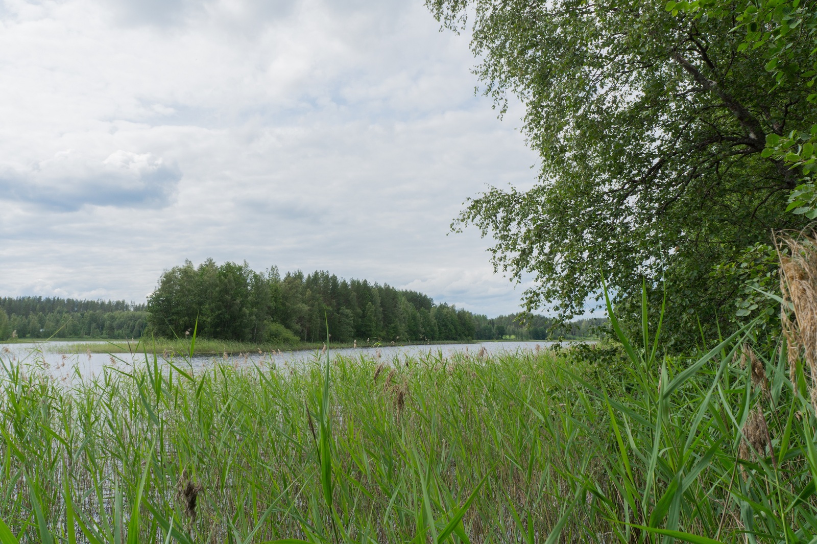 Kesäinen metsä reunustaa järveä. Etualalla on rantakaislikkoa.