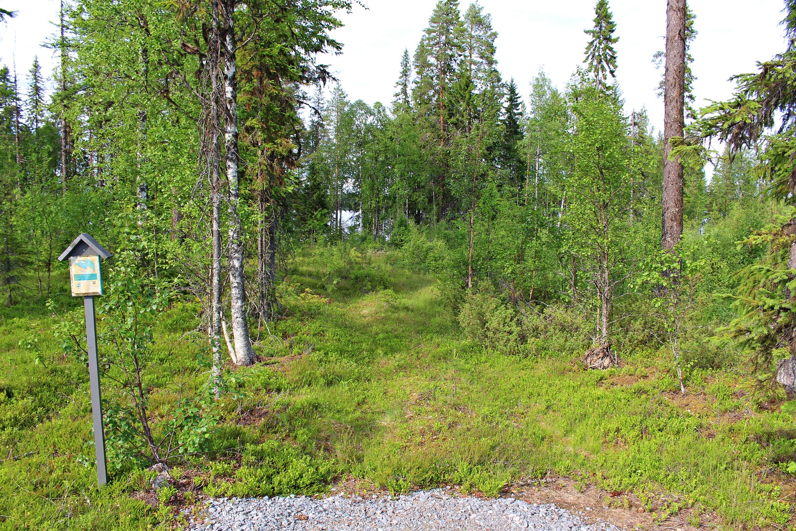 Kesäisessä metsässä kasvaa koivuja, mäntyjä ja kuusia. Etualalla on tonttikyltti ja tienpohja.