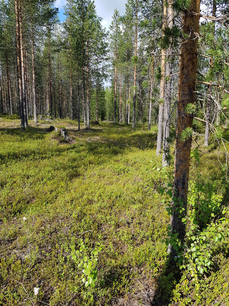 Aurinko paistaa avaraan mäntymetsään.