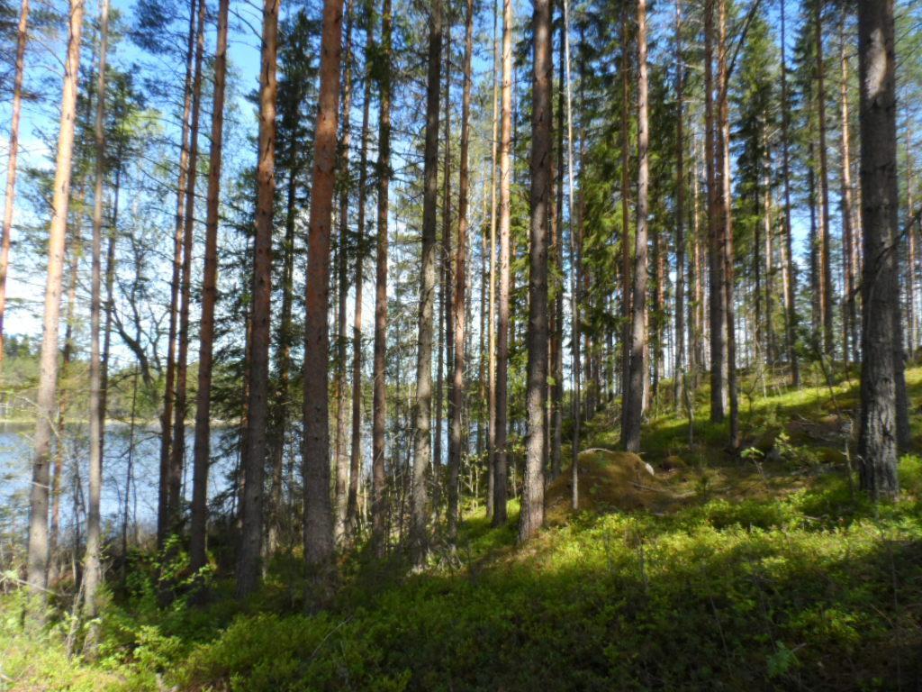 Rantaan laskeutuvassa rinteessä kasvaa havupuuvaltainen metsä ja taustalla häämöttää järvi.