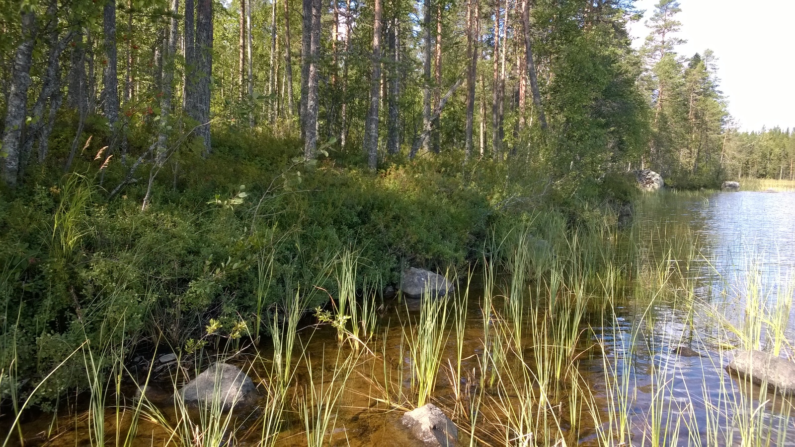 Mäntyvaltainen metsä reunustaa järveä. Rantavedessä on kiviä ja vesikasveja.