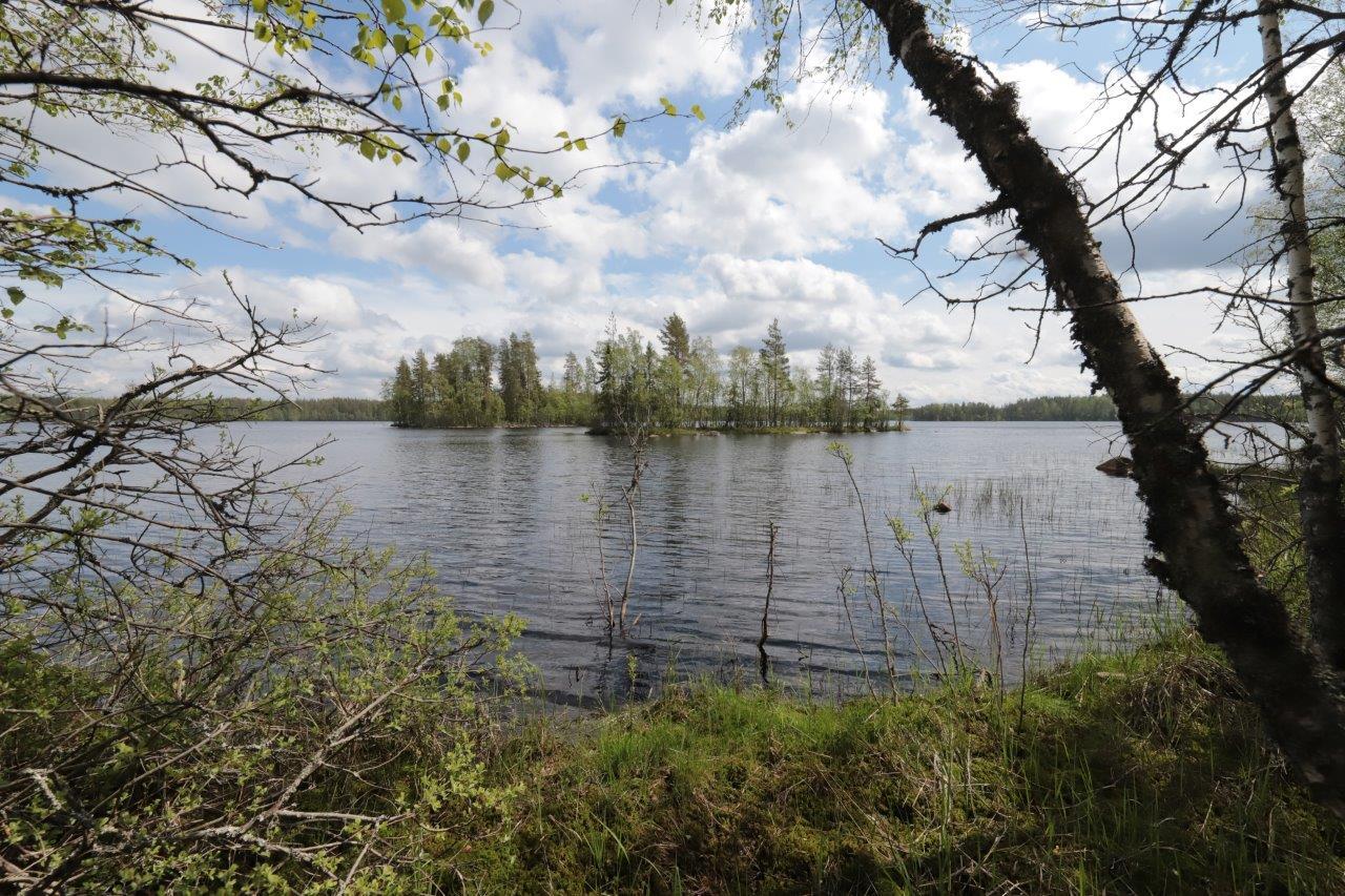 Rantakoivut reunustavat kesäistä järvimaisemaa. Järvessä on saaria ja taivas on puolipilvinen.