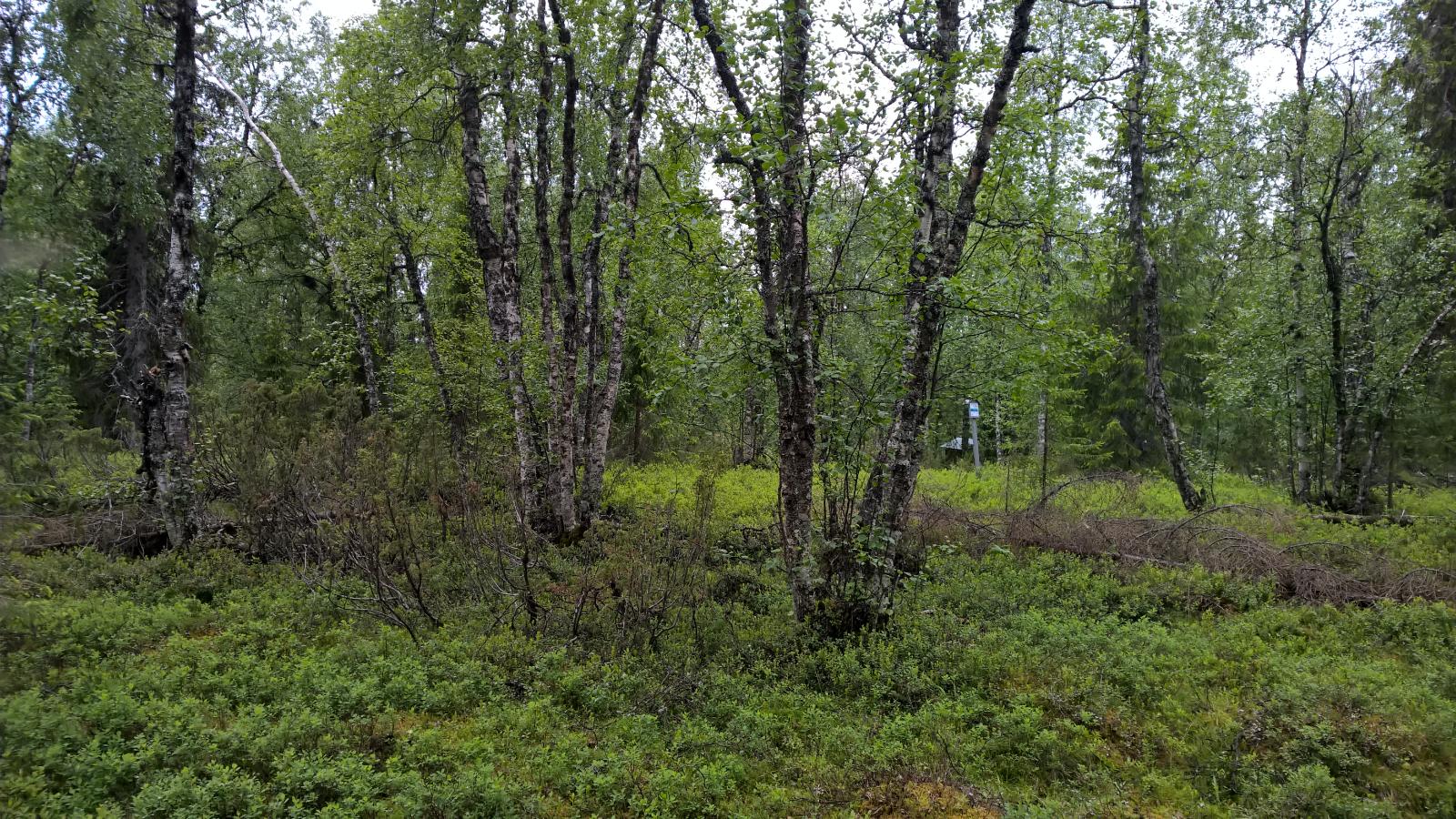 Koivuja, katajia ja mustikanvarpuja sekametsässä.