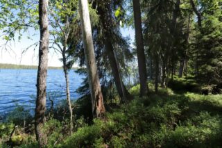 Rannalla kasvavan kesäisen sekametsän takana avautuu järvimaisema. Aurinko paistaa metsään.