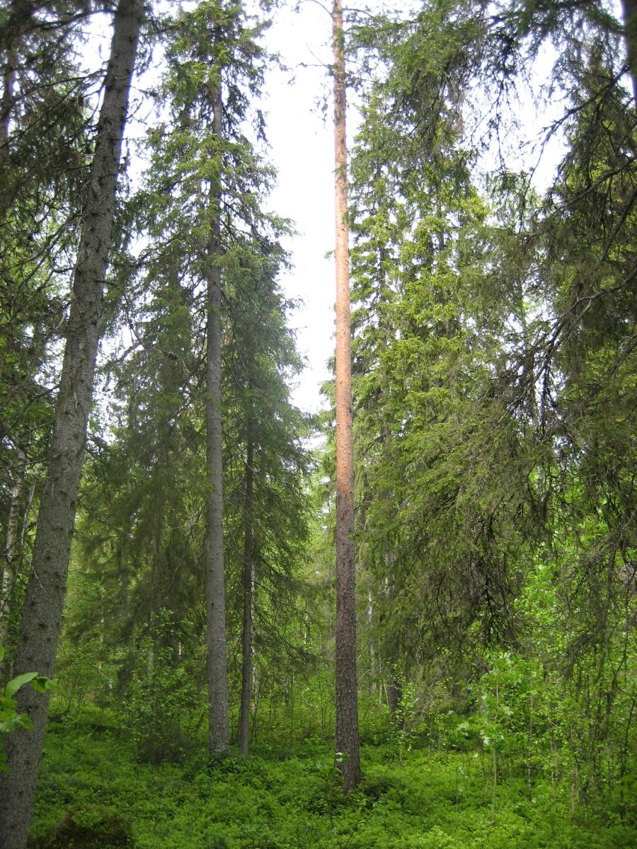 Kuusivaltaisessa metsässä kasvaa myös nuoria lehtipuita ja mäntyjä.