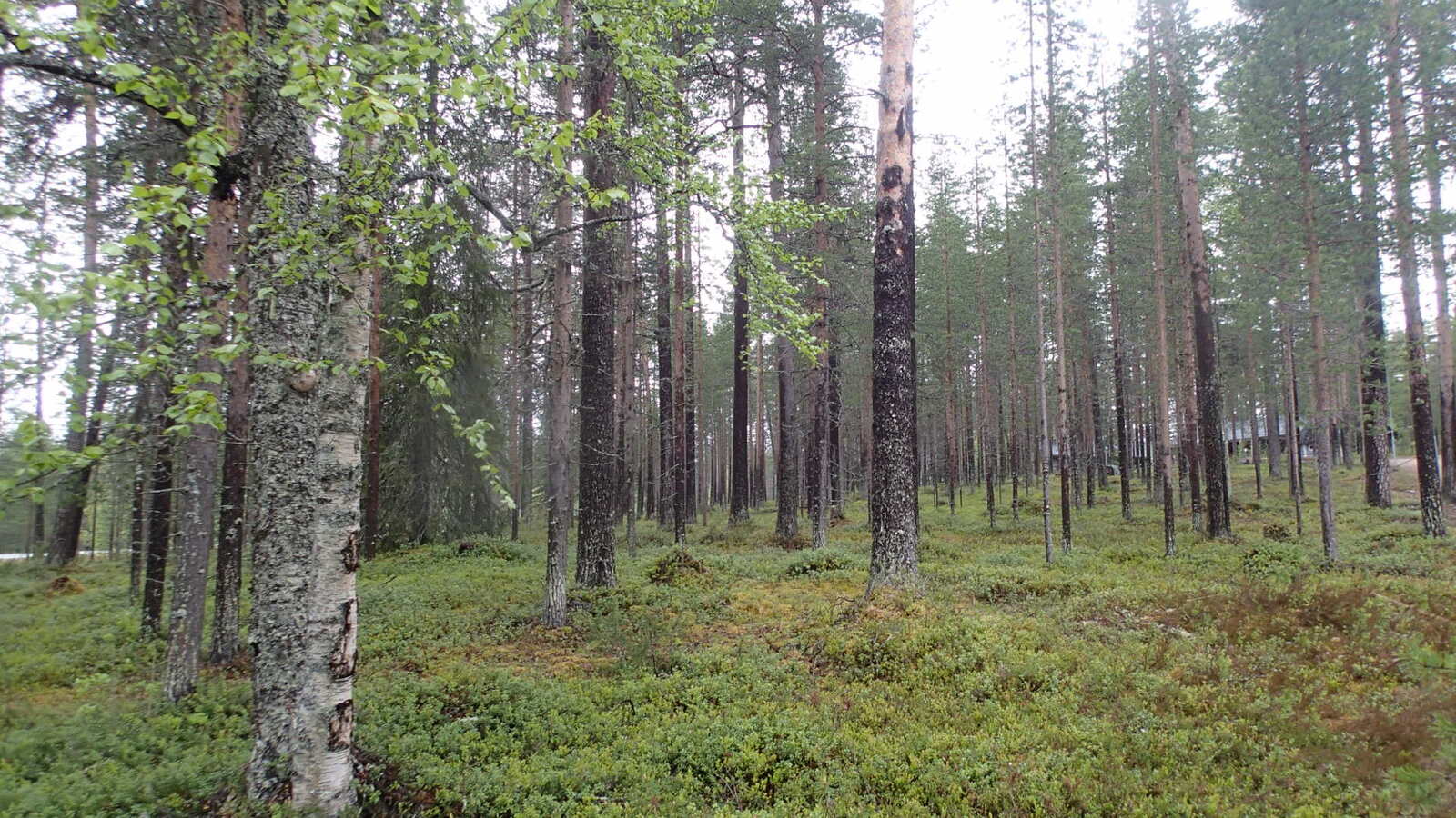 Avara mäntykangas loivassa rinteessä. Puiden takana on rakennus ja etualalla koivuja.