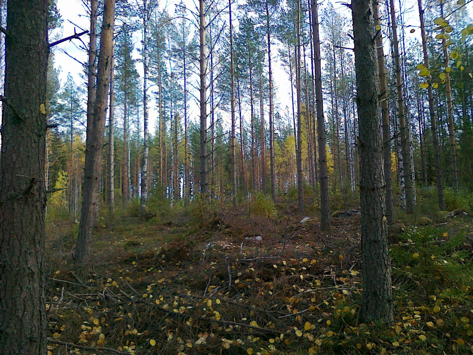 Sekametsän lehtipuissa on ruskan sävyjä. Maassa on karsittuja oksia.