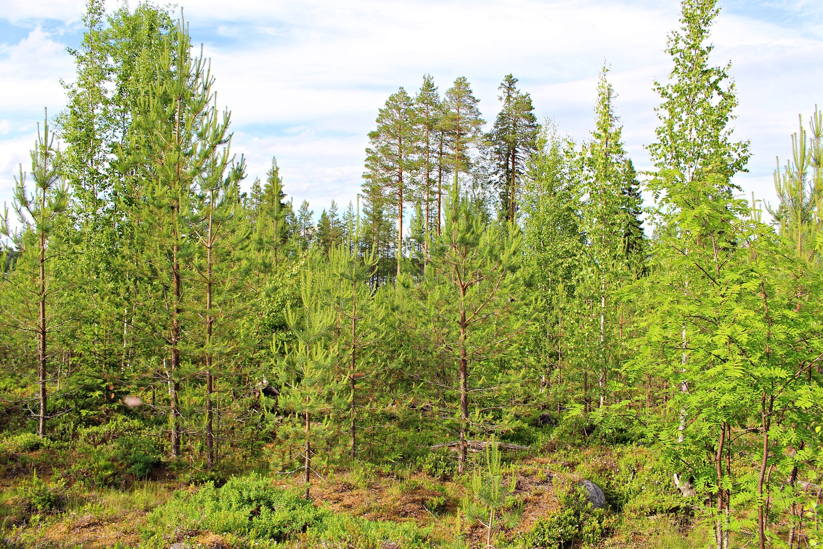 Kesäisessä taimikossa kasvaa mäntyjä, pihlajia ja koivuja. Taustalla korkeita mäntyjä,